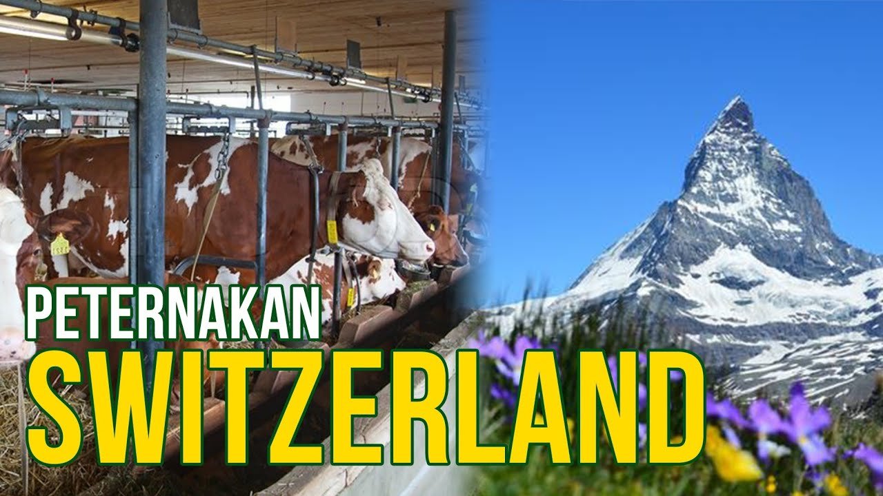 Keindahan Peternakan Sapi Di Pegunungan Swiss.jpg